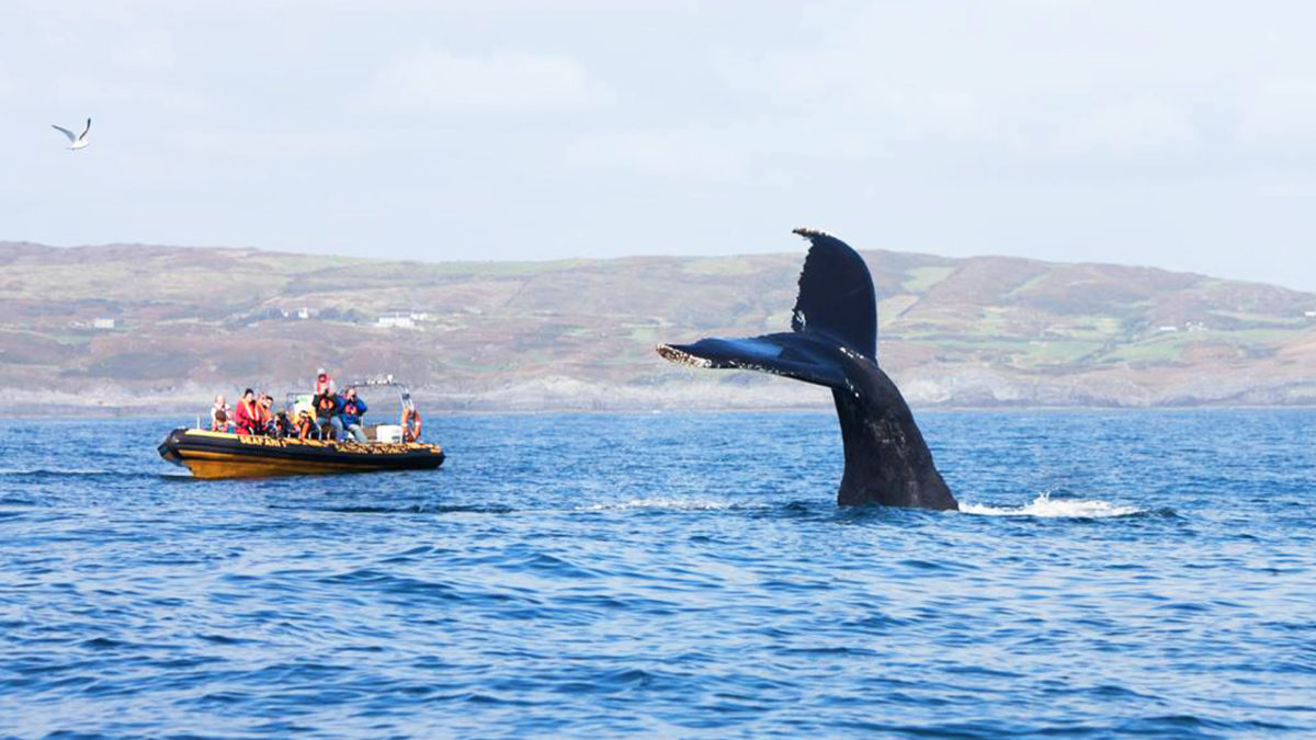 observation des baleines dans l'ouest du liège